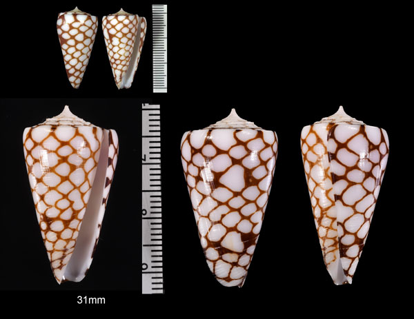 ボタンユキミナシ Conus marchionatus small
