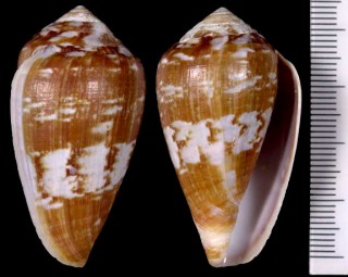 ハクテンイモ Conus aemulus hybridus small