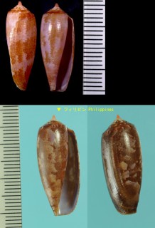 ムラサキアンボイナ Conus obscurus small