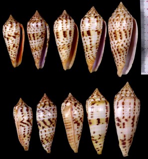 シャムイモ Conus pretiosus small