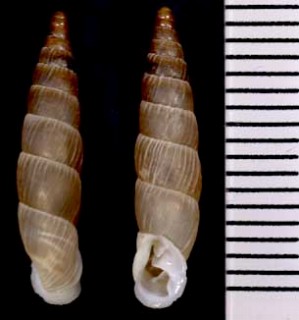 ボガチギセル Alopia bogatensis bogatensis small