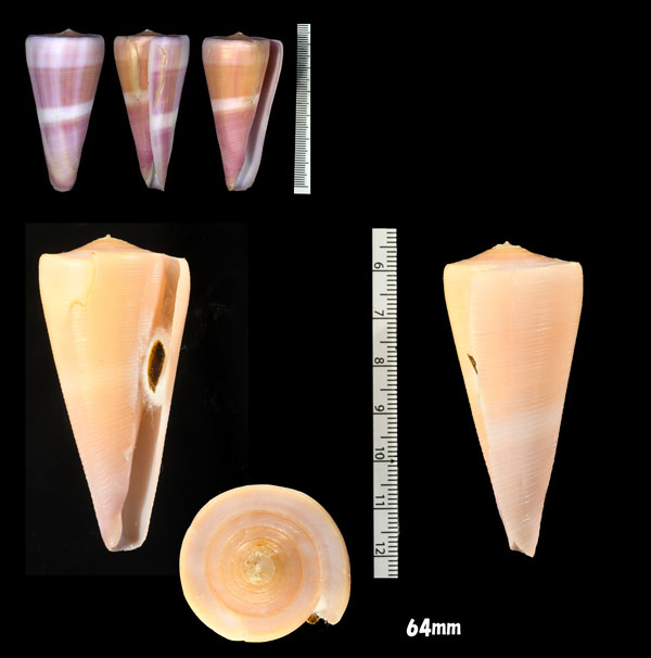 キントキイモ Conus kintoki small