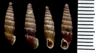 カコミギセル Euxina circumdata small