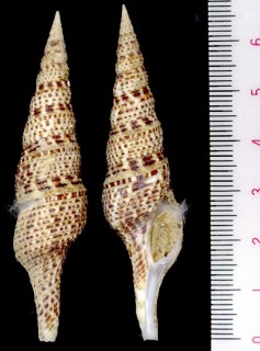 ミノボラ Turris crispa yeddoensis