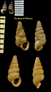 クロアチアゴマガイ (仮称) Cochlostoma gracile croaticum small