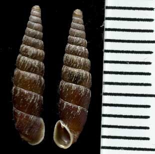 イギリスギセルの亜種 Clausilia dubia obsoleta small