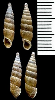 フタヒダギセル Balea biplicata small