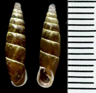 モンタギュウギセルの仲間 Cochlodina cerata small