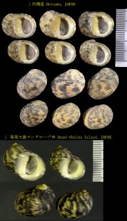 マングローブアマガイ Nerita undulata small