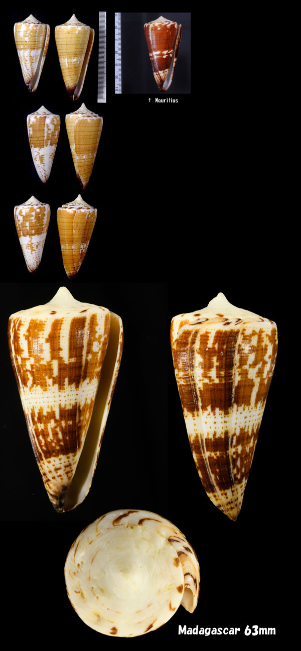 マルジブイモ Conus generalis maldivus small