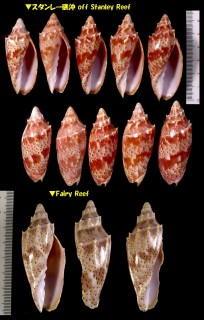 ヤセコオロギ Cymbiola pulchra cracenta