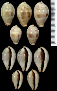 ナシガタダカラ (イヌビワダカラ) Erronea pyriformis