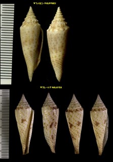 ナガホウオウイモ Conus longurionis small