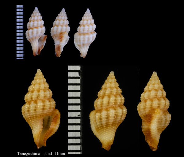 チャオビクチキレツブ Clathurella peristernioides small