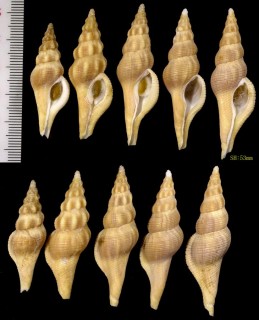 ニシキニナの仲間 Pseudolatirus clausicaudatus