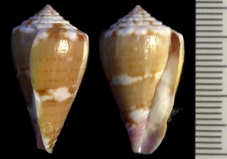 ニヨリコマドリイモ Conus jucundus