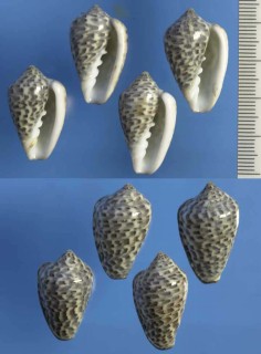 ヒロクチヘリトリ Marginella mosaica
