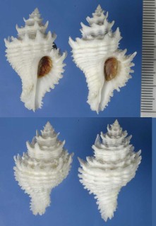 テンニョノカムリ Babelomurex japonicus
