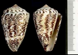 ムラヤマイモ Conus locumtenens small