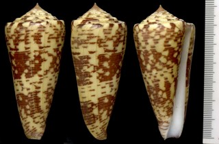 オトギイモ Conus thomae small