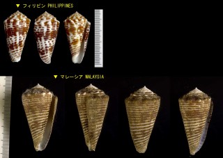 ハナゴザイモ (チャスジイモ) Conus sulcocastaneus small