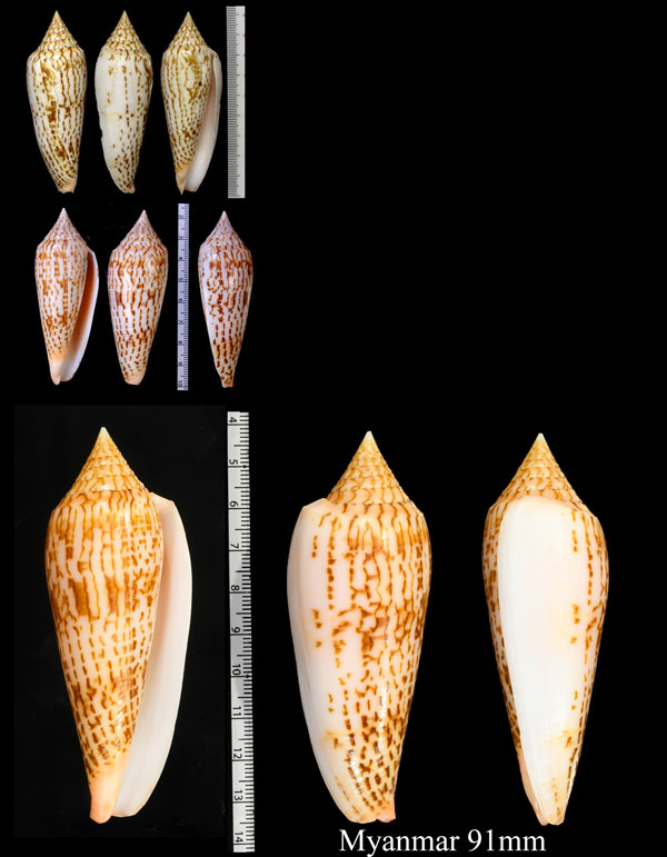 リュウグウイモ Conus ranonganus small