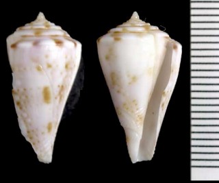 ウスデイリトイモ Conus dayriti small
