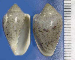 ナミセンヘリトリ Marginella lineolata small