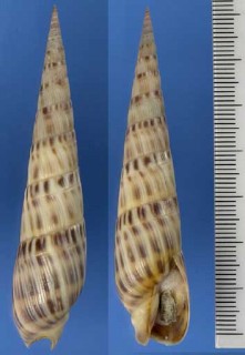 セネガルタケ Terebra senegalensis small