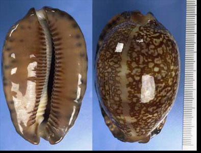 オオヤクシマダカラ Mauritia arabica immanis small