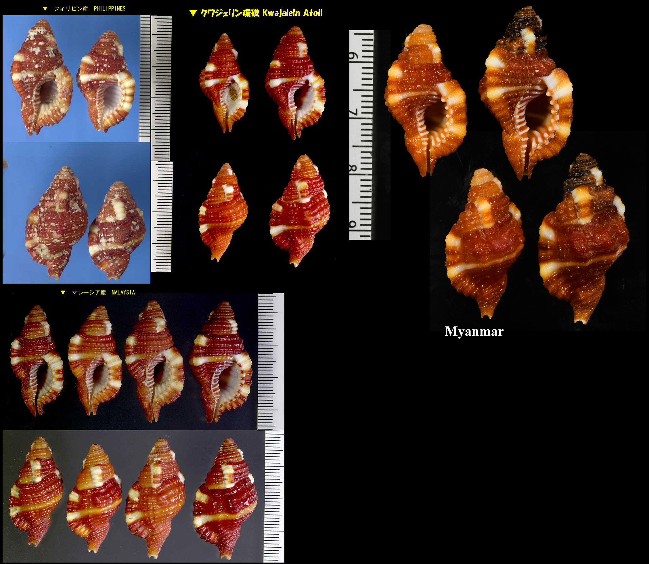 Microshells: Cymatium rubeculum ショウジョウラ 猩々螺