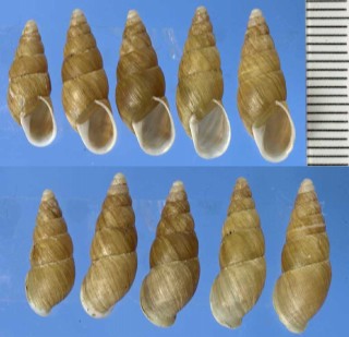 ウスチャイロキセルガイモドキ Luchuena fulva small