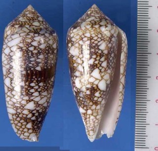 ヒメタガヤサンミナシ Conus canonicus small