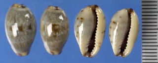 オーストラリアメダカラ Purpuradusta gracilis macula small