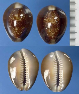 ハナマルユキのポリネシアの型 Erosaria caputserpentis caputanguis