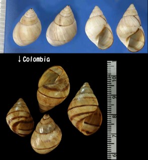 マラカイボサラサマイマイ （仮称） Orthalicus maracaibensis small