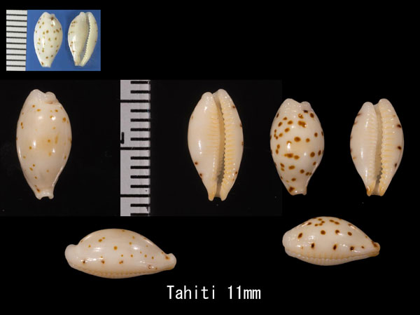 ゴマフダカラの一型 Ransoniella punctata iredalei small