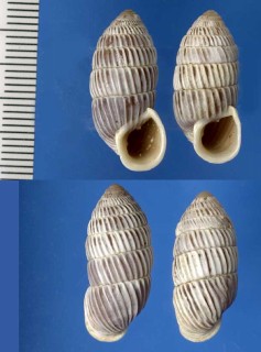 ユマオオタワラ Cerion yumaensis small