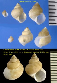テラマチイトカケ Teramachiacirsa annulata small