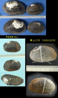 マツカサガイ Inversidens japanensis small