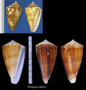 キナノイモ Conus sulcatus f. bocki small