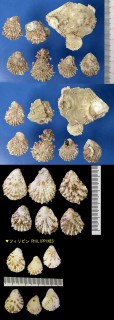 モグラノテ Plicatula muricata small