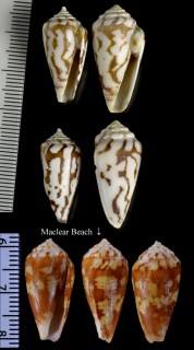 ウチアゲイモ Conus algoensis small