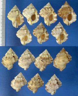 ゴウシュウミヤコボラ Bufonaria thersites small