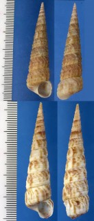 モンテロキリガイダマシ Turritella monterosatoi small