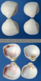 イガザル Ctenocardia virgo small
