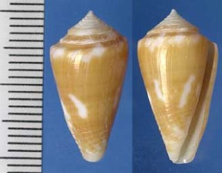 ウスキイロミナシ Conus flavescens small
