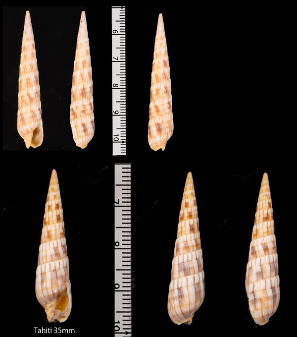 ムシロタケ 莚筍 Myurella affinis small