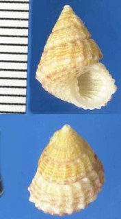 マキアゲエビスの仲間 未詳 Turcica sp. small