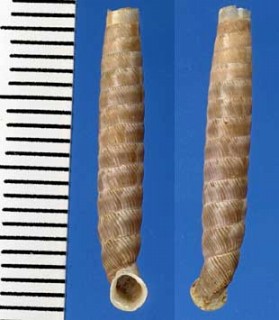 シモフリパイプガイ Gongylostoma pruinosa small
